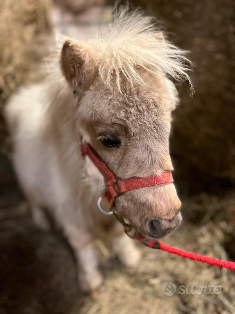 Mini Pony maschio - Animali In vendita a Vicenza