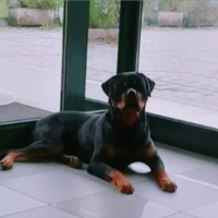 Rottweiler per monta