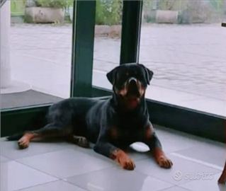 Rottweiler per monta