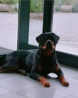 Rottweiler per monta