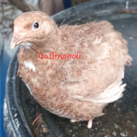 Quaglie jumbo varie colorazioni