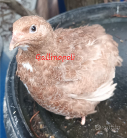 Quaglie jumbo varie colorazioni