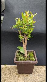 trio bonsai melograno 