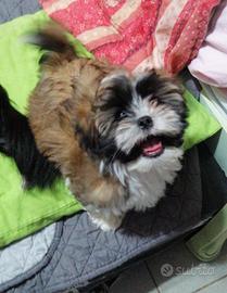Cucciolo di shitzu