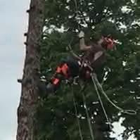 abbattimento alberi di abete 