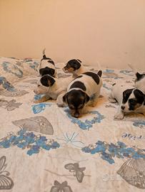 Cuccioli di Jack Russell - Vivaci, Affettuosi e Pr