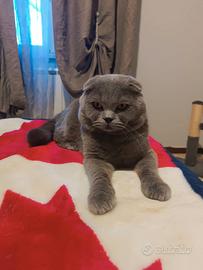 Gatto Scottish Fold per accoppiamento