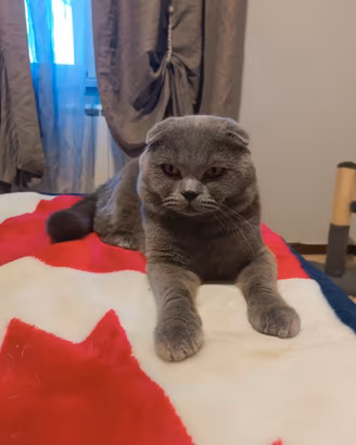 Gatto Scottish Fold per accoppiamento