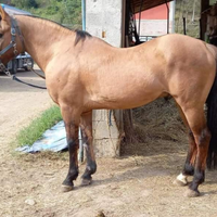 Puledro incrocio paint per crollo