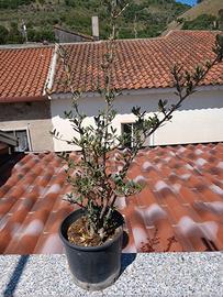 bonsai