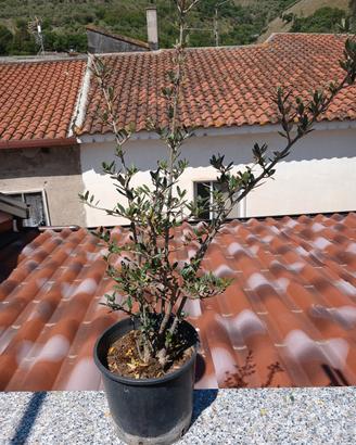 bonsai