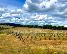 Terreno agricolo