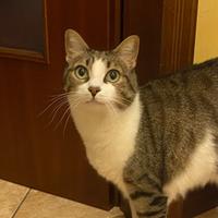 Gatti di 9 anni buoni e abituati ai cani