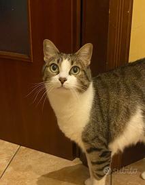 Gatti di 9 anni buoni e abituati ai cani