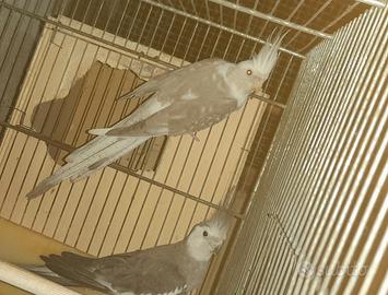 Coppia calopsite riproduttiva