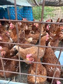 Galline ovaiole giovani