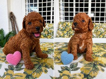 Cuccioli di barboncino toy fulvi