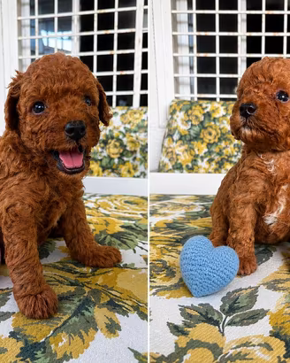 Cuccioli di barboncino toy fulvi