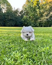 Maltesi cuccioli adorabili