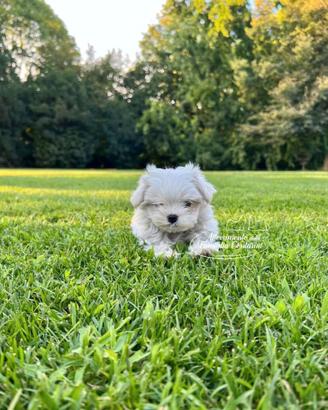 Maltesi cuccioli adorabili