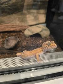 Geko leopardino