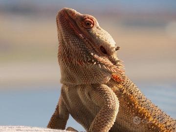 Pogona