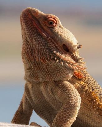 Pogona