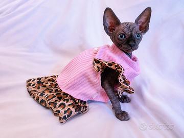 Cuccioli Sphynx Pedigree