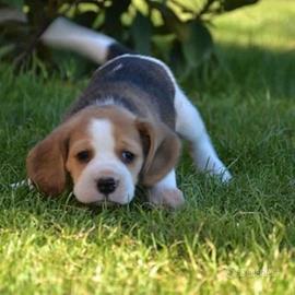 Cuccioli Beagle meravigliosi