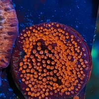 Corallo Montipora fruit