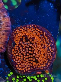 Corallo Montipora fruit