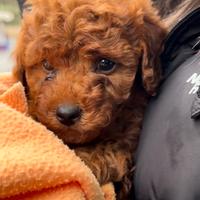 Cuccioli di barboncino toy