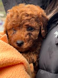Cuccioli di barboncino toy