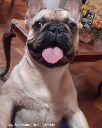 Bulldog francese