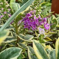 Hebe Veronica 