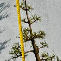 Bonsai pino nero thumbergii