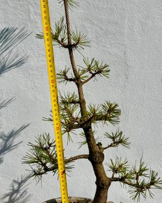 Bonsai pino nero thumbergii