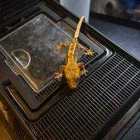 Geco ciliatus tricolor