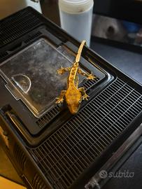 Geco ciliatus tricolor