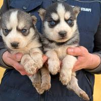 Cuccioli di Siberian Husky