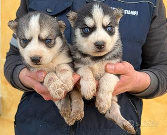 Cuccioli di Siberian Husky