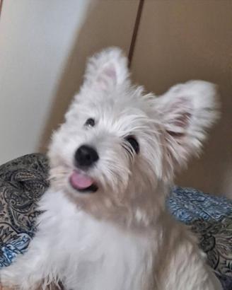 Accoppiamento West Highland white terrier