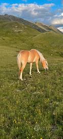 Puledra haflinger