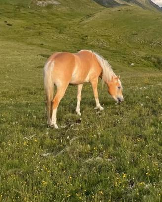 Puledra haflinger