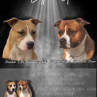 Cuccioli di american staffordshire terrier