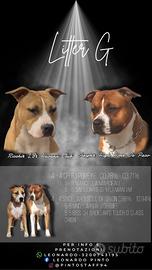 Cuccioli di american staffordshire terrier