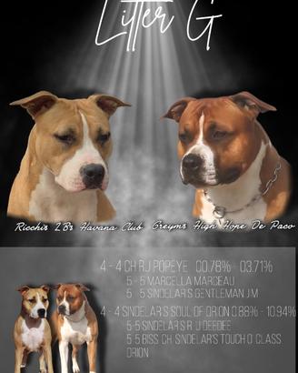 Cuccioli di american staffordshire terrier