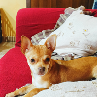 Chihuahua originale