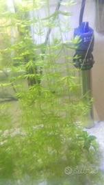 piante vive per acquario 