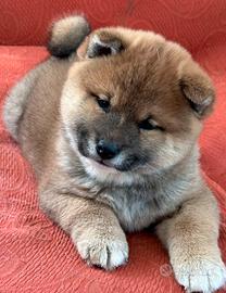 Shiba inu